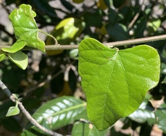 Cocculus carolinus