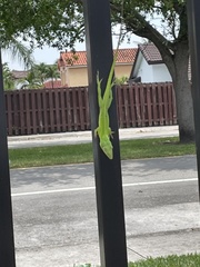 Anolis carolinensis