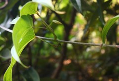 Dioscorea belophylla