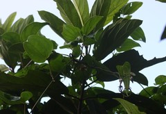 Dioscorea belophylla