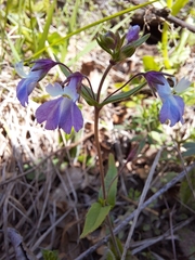 Collinsia violacea