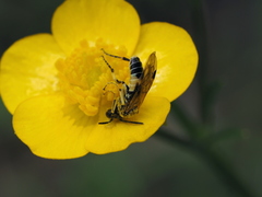 Tenthredo talyshensis