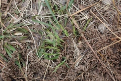 Poaceae