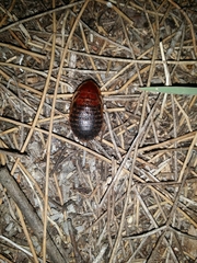 Calolampra marginalis