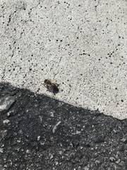 Apis mellifera