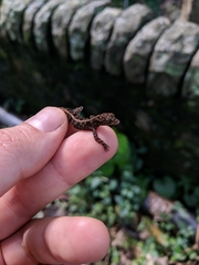 Cnemaspis kandiana