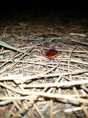 Calolampra marginalis