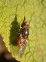 Rhingia campestris
