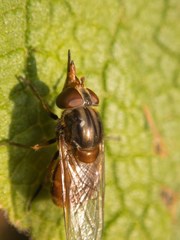 Rhingia campestris