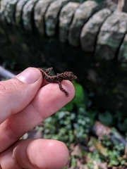 Cnemaspis kandiana