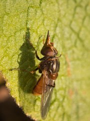 Rhingia campestris