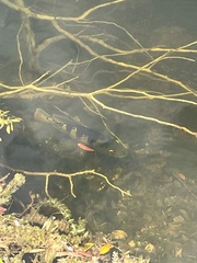 Cichla ocellaris