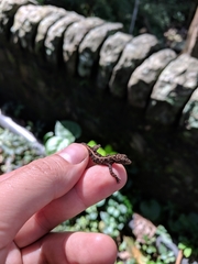Cnemaspis kandiana