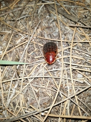 Calolampra marginalis