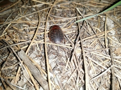 Calolampra marginalis