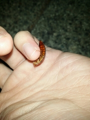 Calolampra marginalis