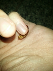 Calolampra marginalis