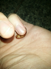 Calolampra marginalis