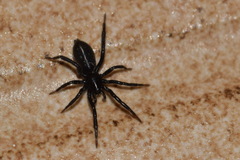 Zelotes subterraneus