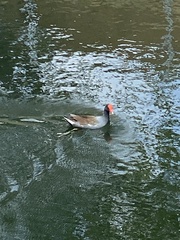 Gallinula galeata