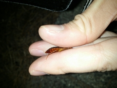 Calolampra marginalis