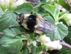Criorhina