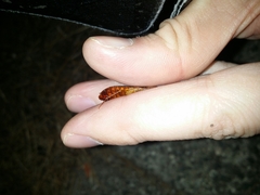 Calolampra marginalis