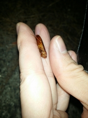 Calolampra marginalis