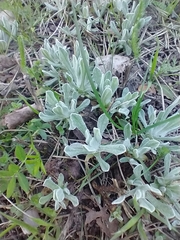 Helichrysum arenarium