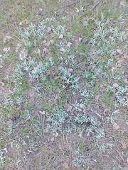Helichrysum arenarium