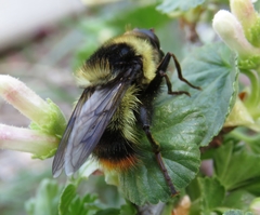 Criorhina