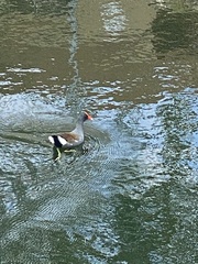 Gallinula galeata