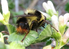 Criorhina