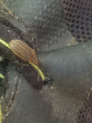 Neolochmaea dilatipennis