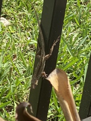 Anolis sagrei