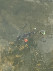 Cichla ocellaris