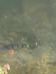 Cichla ocellaris
