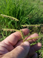 Eriochloa pseudoacrotricha