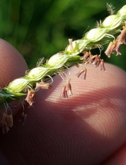 Eriochloa pseudoacrotricha