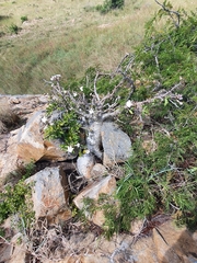 Pachypodium saundersii