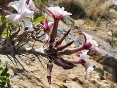 Pachypodium saundersii