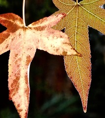 Liquidambar styraciflua