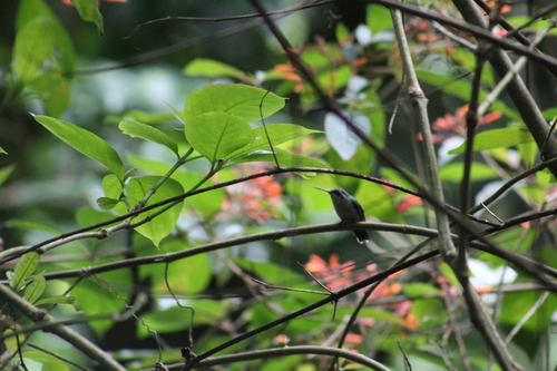 Red-billed Emerald (Chlorostilbon gibsoni), photo 7