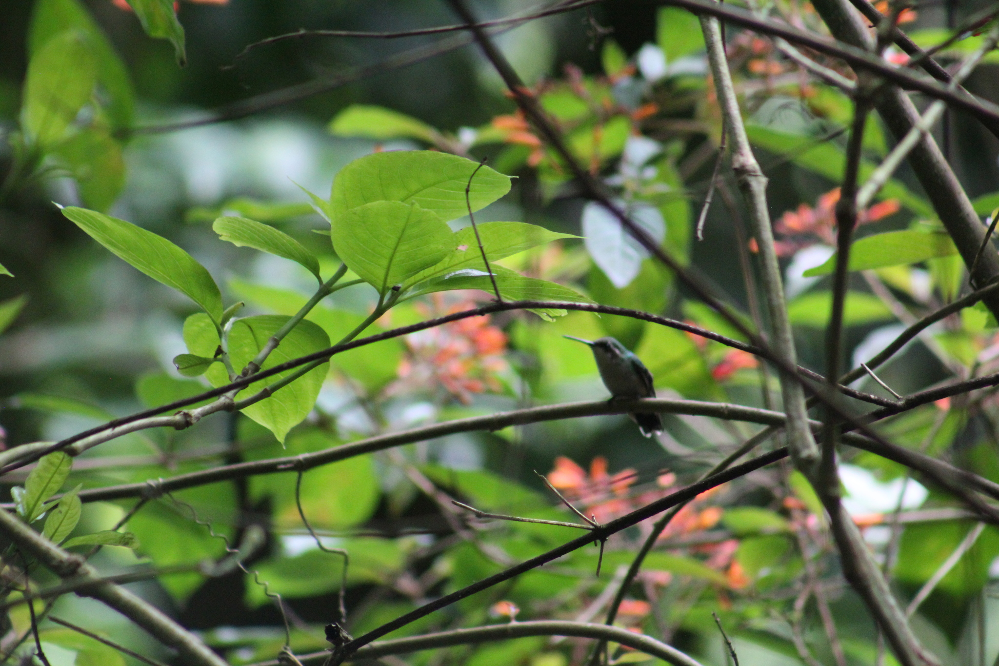 Red-billed Emerald (Chlorostilbon gibsoni), photo 3