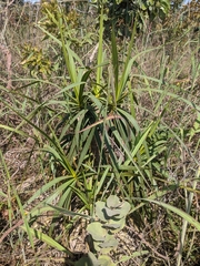 Vellozia squamata