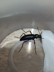 Strongylium erythrocephalum