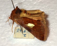 Autographa bractea