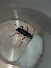 Strongylium erythrocephalum