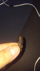 Sphaerodactylus grandisquamis