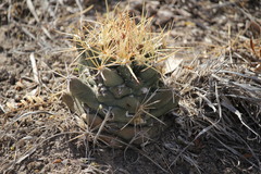 Coryphantha robustispina scheeri